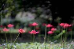 神代植物公園【彼岸花】②20230920