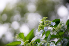 府中市郷土の森【ガクアジサイ】④20200614