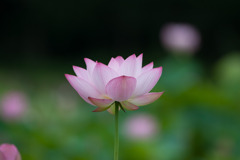 花菜ガーデン【蓮の花】⑤20190713