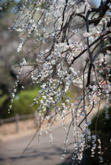府中市郷土の森梅園【梅：実成枝垂】20190302
