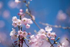 神代植物公園【神代曙のアップ】①20230319