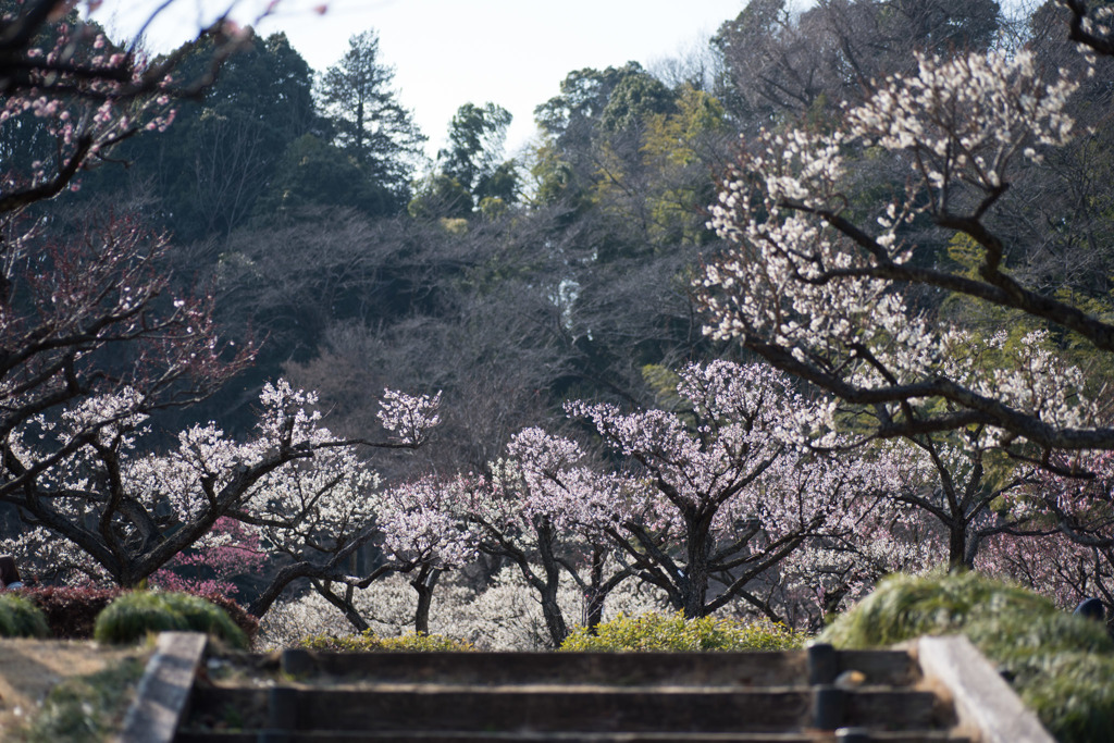 【薬師池公園の景色)】①20160228