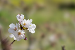 昭和記念公園【桜の園のサクラのアップ】④20200326