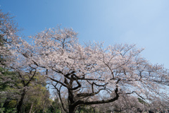 新宿御苑【桜：染井吉野】①20210323