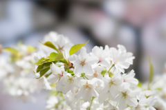 新宿御苑【桜：大島桜】③20170402