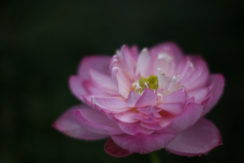 神代植物公園【蓮の花：露華濃】20190728