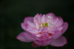 神代植物公園【蓮の花：露華濃】20190728