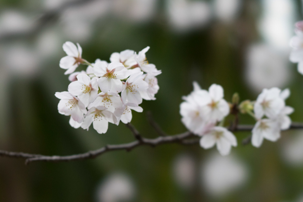 テリタビーズ公園【桜： 染井吉野】④20180324