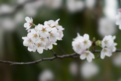 テリタビーズ公園【桜： 染井吉野】④20180324