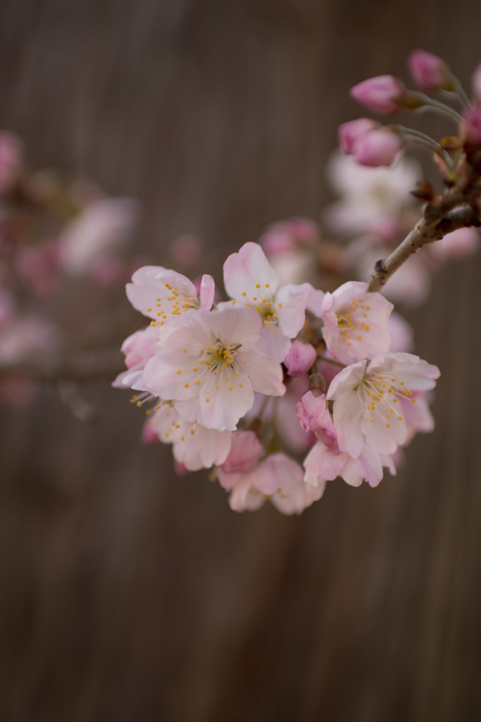 大船フラワーセンター【桜：春めき】④20230308