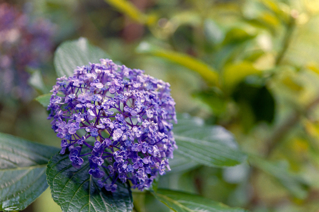 神代植物公園【紫陽花：ウズアジサイ】20190728