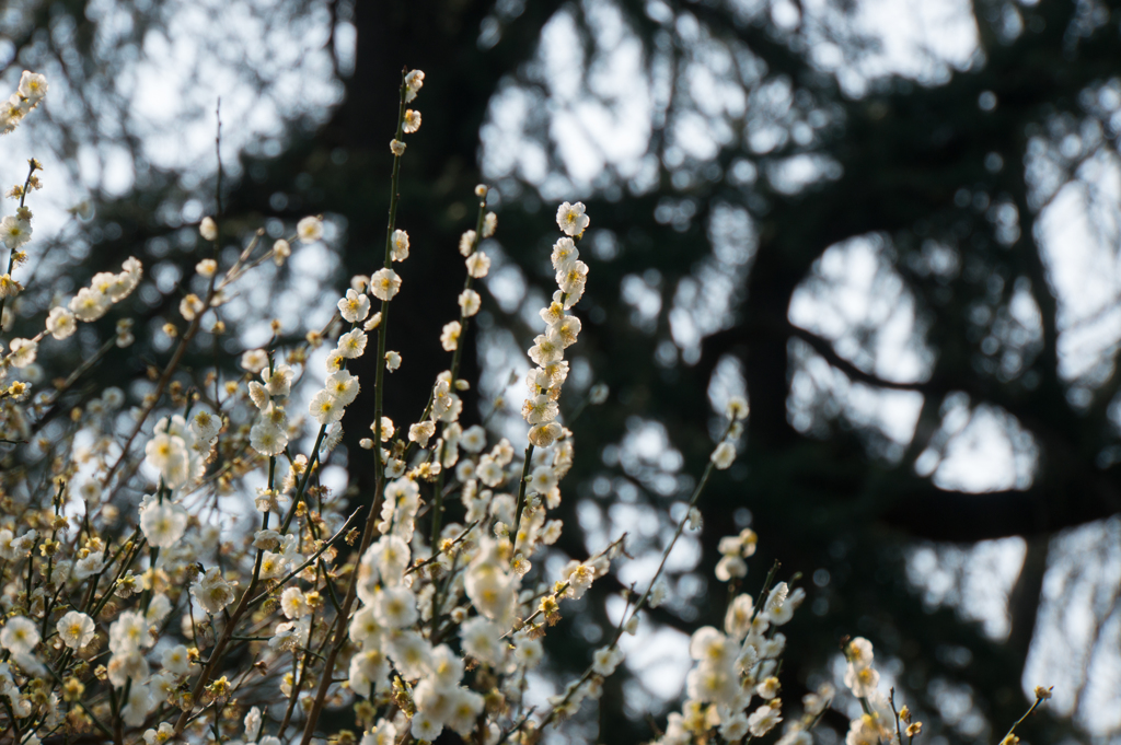 神代植物公園【梅：大輪緑萼】20170319