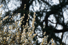 神代植物公園【梅：大輪緑萼】20170319