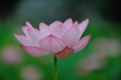 【ハス】20130715