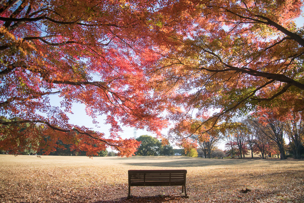 神代植物公園【自由広場：芝生沿いの紅葉】②20231202