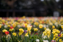 花菜ガーデン【チューリップ：黄系】①20190407