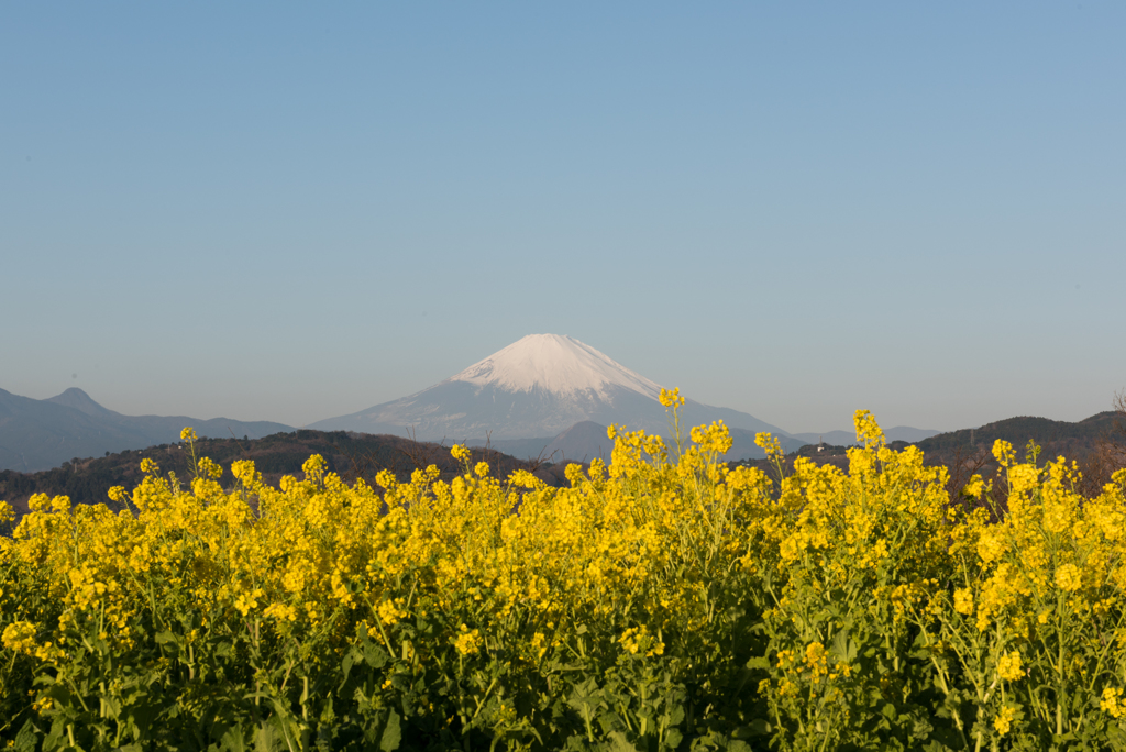 吾妻山公園【富士山と菜の花】①20170107