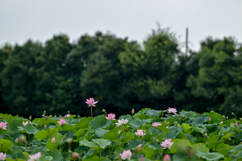 花菜ガーデン【田んぼたんぼの蓮(遠景)】20240718