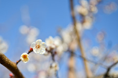 小田原フラワーガーデン【梅の花：一重野梅】20260130