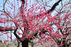府中市郷土の森【梅の花：紅千鳥】②20250309