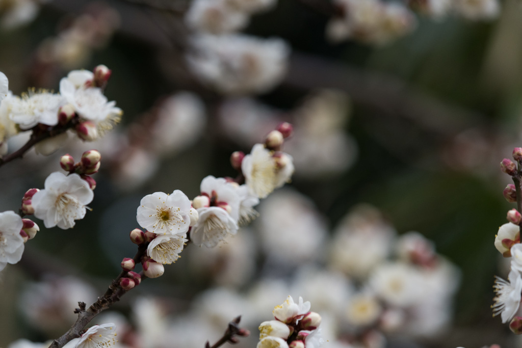 【小田原フラワーガーデン(辻村早咲)】①20150124