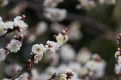 【小田原フラワーガーデン(辻村早咲)】①20150124