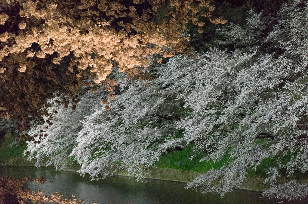 【千鳥ヶ淵の夜桜】③20170407