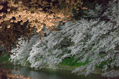 【千鳥ヶ淵の夜桜】③20170407