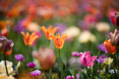 花菜ガーデン【チューリップ：Nikkor_105mm】⑤20210411