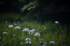 生田緑地【花菖蒲(白系)】①20220604