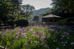 生田緑地菖蒲園【菖蒲園の眺め】②20170610