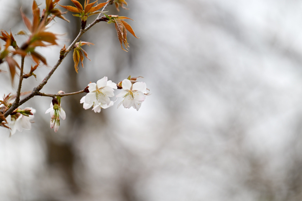 テリタビーズ公園【サクラ：山桜】②20250331