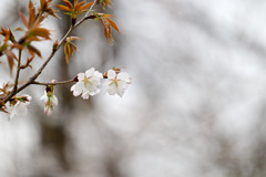 テリタビーズ公園【サクラ：山桜】②20250331