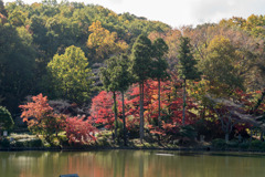 薬師池公園【薬師池の紅葉】②20171119