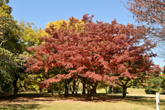 昭和記念公園【自転車道沿いの紅葉：モミジ】①20251117