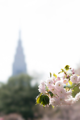 新宿御苑【桜：一葉】⑤20170416