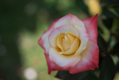 【京成バラ園(薔薇：ジェミニ)】20161023