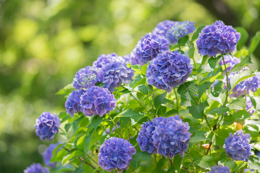 昭和記念公園【紫陽花：青系アジサイ】20180630