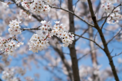 昭和記念公園【桜の園：染井吉野のアップ】②20220402