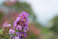 花菜ガーデン【紫色の百日紅】②20190818