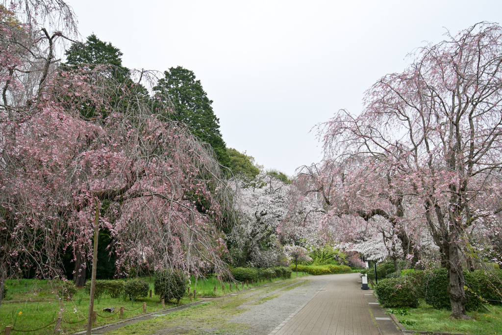 神代植物公園【さくら園の眺め】②20240406