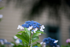 府中市郷土の森【旧府中町役場沿いのアジサイ】④20200614