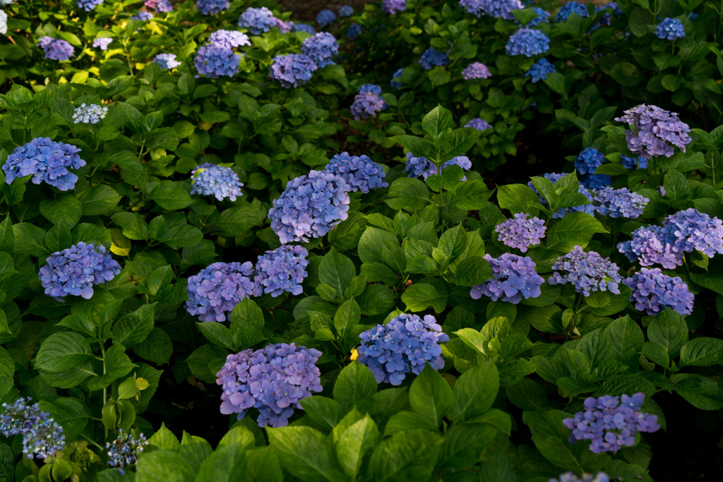 相模原北公園【紫陽花：マリンブルー】①20230619