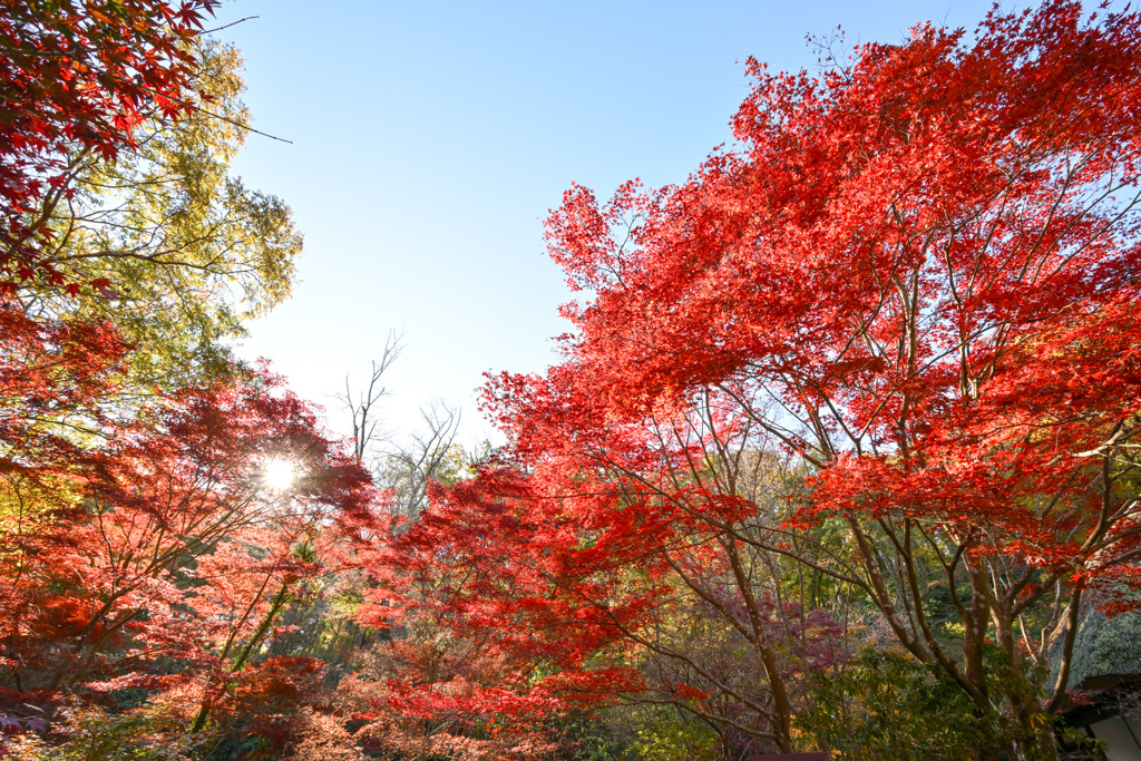 薬師池公園【旧荻野家庭の紅葉】20241130