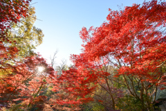 薬師池公園【旧荻野家庭の紅葉】20241130