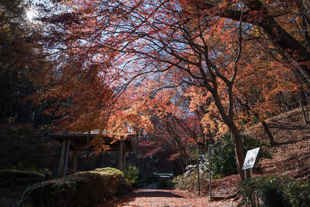 【薬師池公園：道沿いの紅葉】①20141206