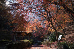 【薬師池公園：道沿いの紅葉】①20141206