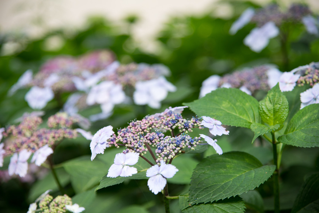 花菜ガーデン【ガクアジサイ】①20200606