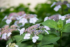 花菜ガーデン【ガクアジサイ】①20200606