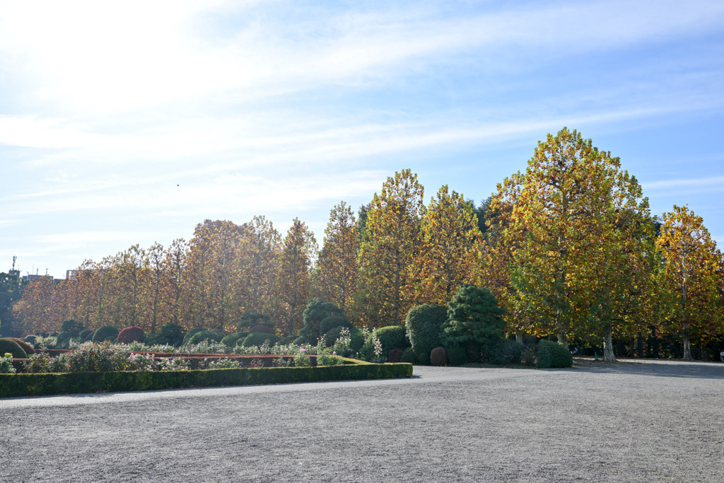 新宿御苑【プラタナス並木】①20251124